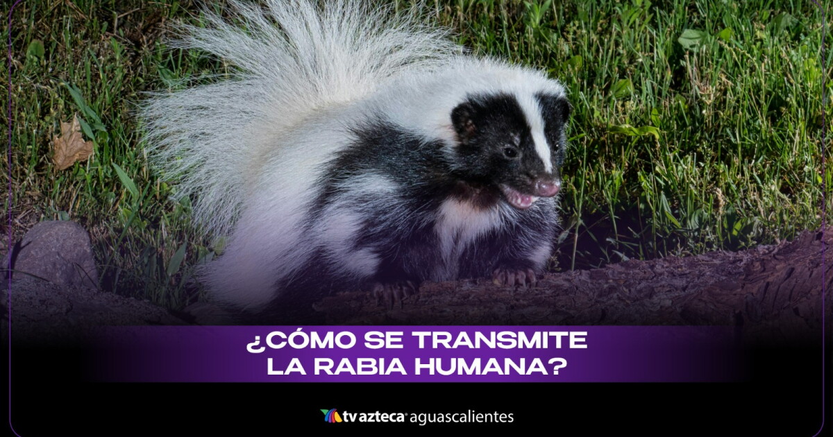 Api Rabia U Qué es la rabia humana, cómo se transmite y cuáles son sus síntomas