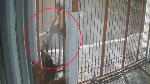 sujeto golpea tubo perrito husky colonia bugambilias puebla