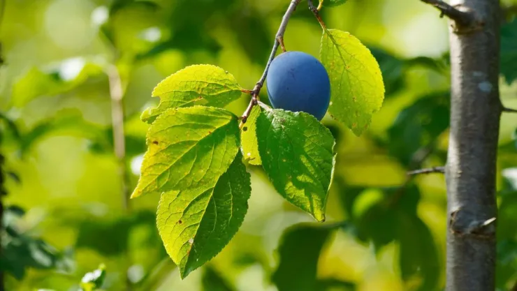 /estilo-de-vida/como-plantar-arboles-frutales-julio-cuidar-mucho-fruto
