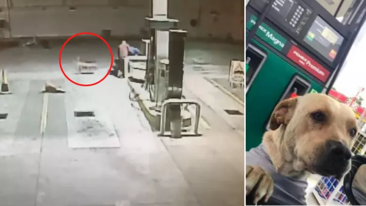perrito adoptado por gasolinera ayuda a trabajador en un intento de asalto.jpg