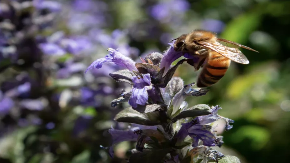 Polinizador_Gobierno del Estado de México.jpg