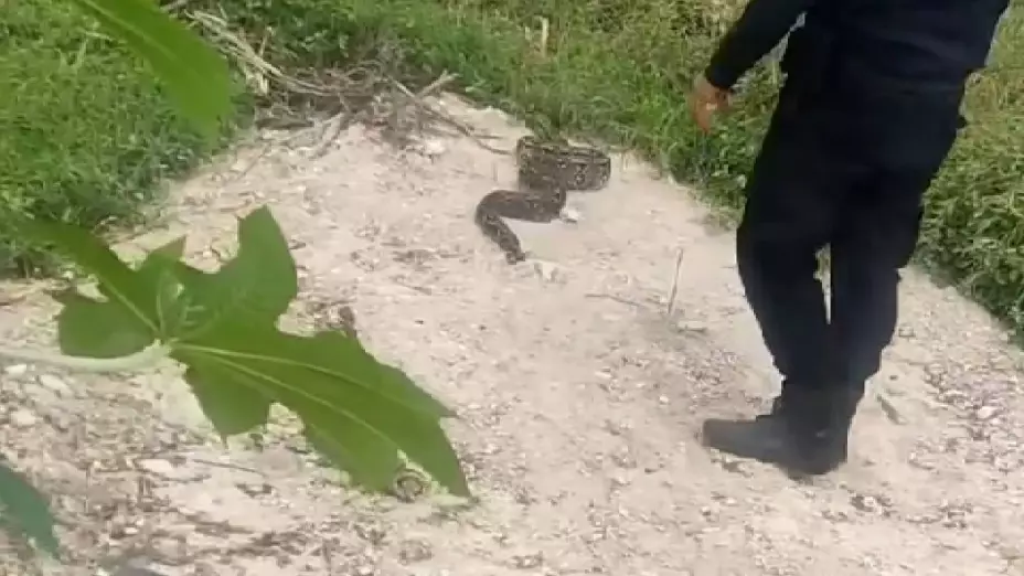 FOTOS_ LIBERAN a una enorme serpiente hallada en Progreso