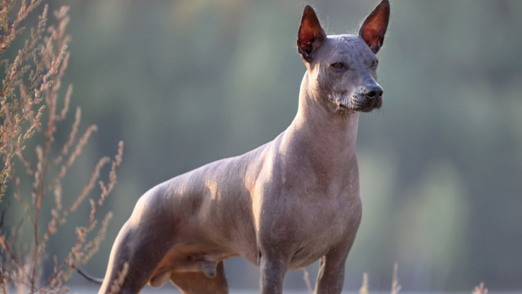 Animales de origen mexicano