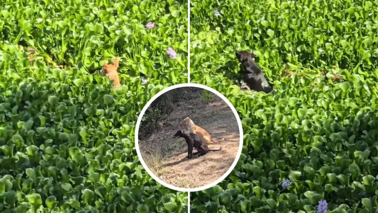 Captan a perritos nadando en el río Humaya