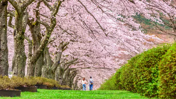 Primavera 2025 en México