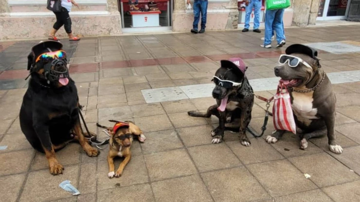 pitbull plaza grande.