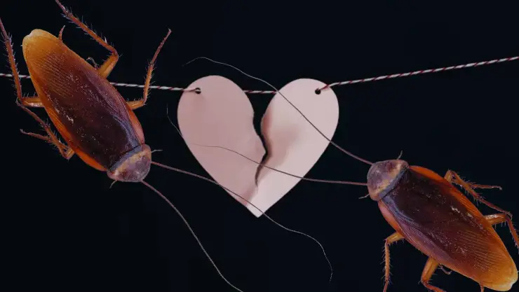 Zoológico de NY ofrece nombrar a cucarachas con el nombre de tu ex para San Valentín.jpg