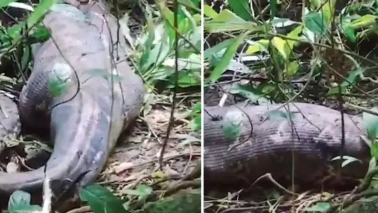 Mujer reportada como desaparecida es devorada por una serpiente pitón en Indonesia