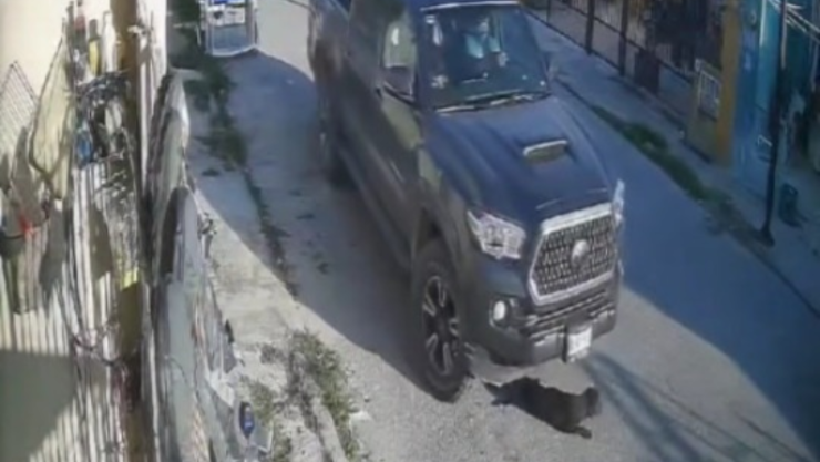 ¡Indignante! Conductor atropella en repetidas ocasiones a una perrita.