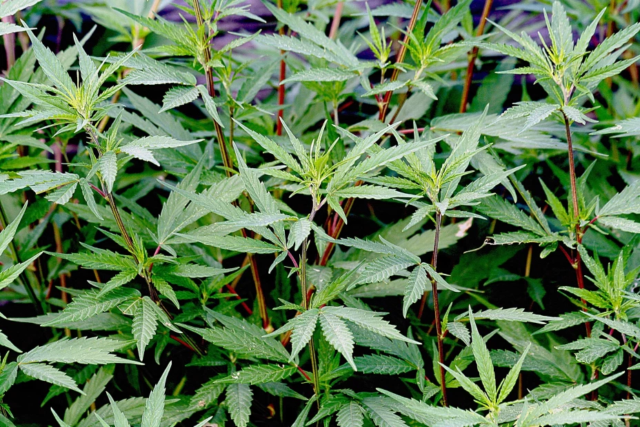 Plantio de marihuana