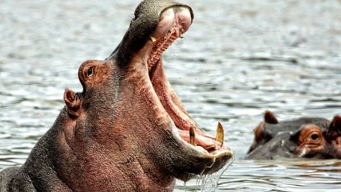 ¡Momentos de terror! Niño de 2 años es tragado vivo por Hipopótamo