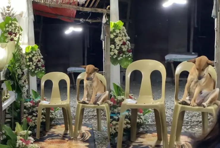 ¡Hasta que la muerte los separe! Perro acude al velorio de su dueña y se queda dormido de cansancio