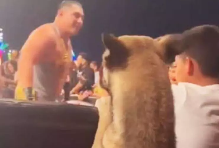 Video Perro disfruta de la Lucha Libre AAA en primera fila; se viraliza