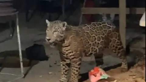 Así fue el momento en que captaron a jaguar en patio de casa de Cancún