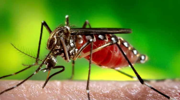 Zika