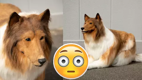 ¡Ya no le gustó! Hombre que se convirtió en perro se arrepiente; quiere ser otro animal (VIDEO)