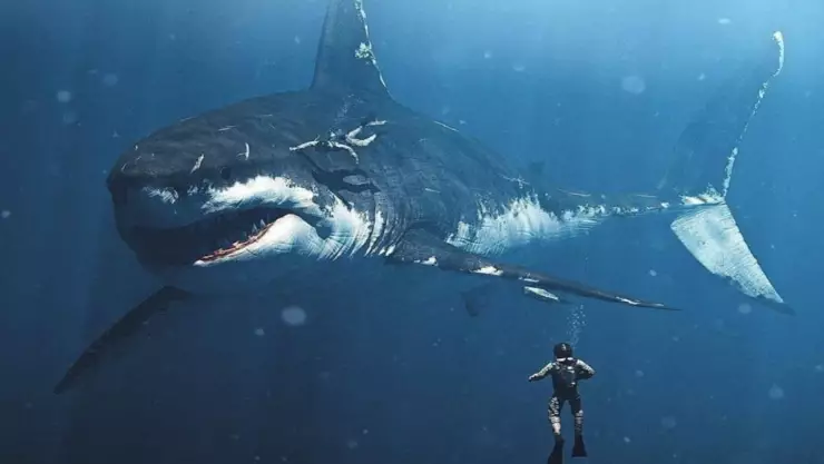 ¡Confirmado! Científicos aseguran que el megalodón tenía sangre caliente