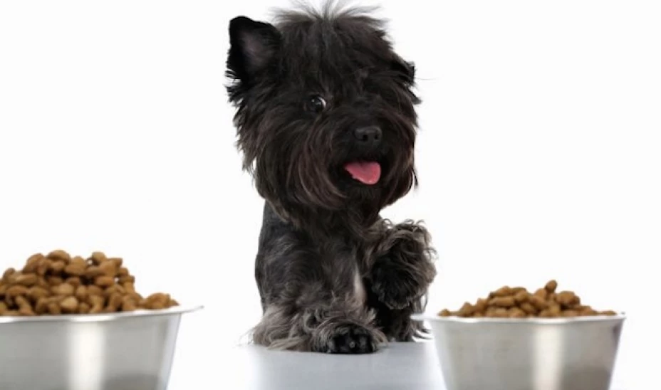 Si estás pensando en tener una mascota, es importante que tomes en cuenta ciertos factores como los gastos que esto representa