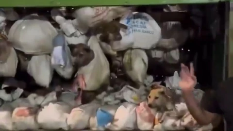 Rescatan perros para consumo en Indonesia