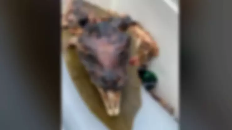 ¿Un taquito_ Descubren cráneo de perro en puesto de barbacoa