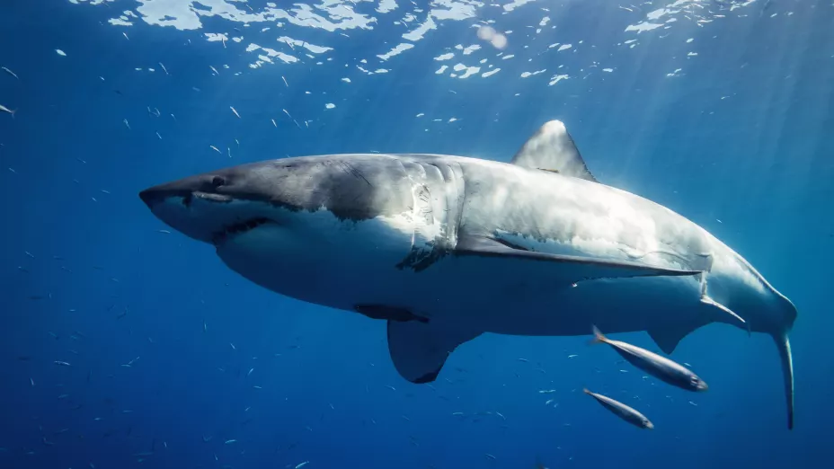 Mexicana es víctima de ataque de tiburón en Islas Galápagos