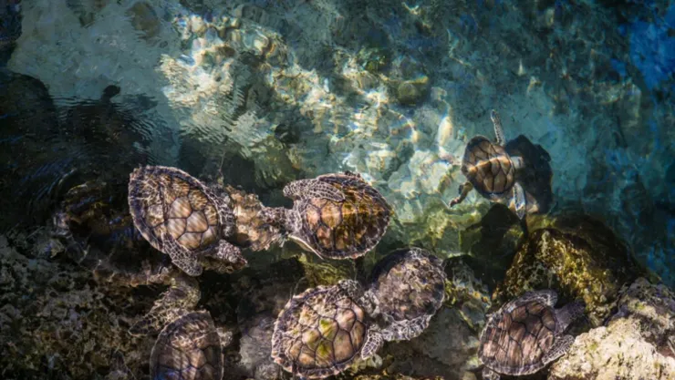 Tortuga caguama