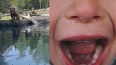 VIDEO_ Oso devora a familia de patos en zoológico y asusta a niños (1).jpg