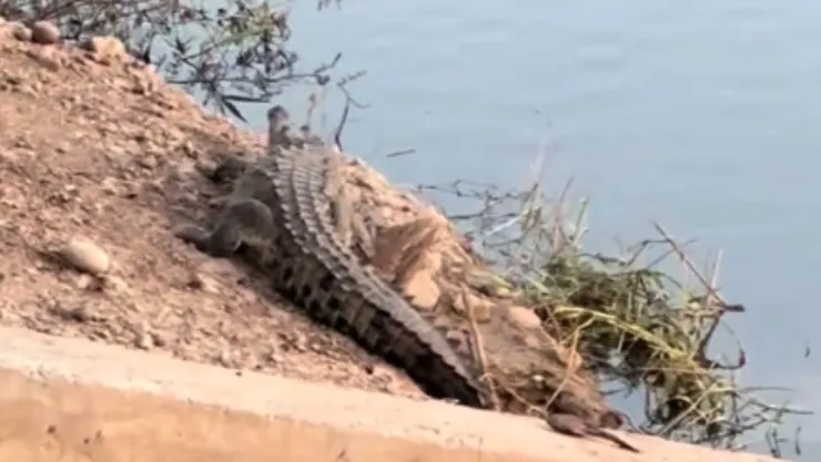 Reportan nuevo avistamiento de cocodrilo en Parque Las Riberas, Culiacán