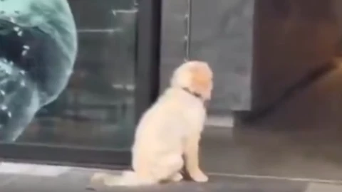 Perrito espera paciente afuera de una panadería.png