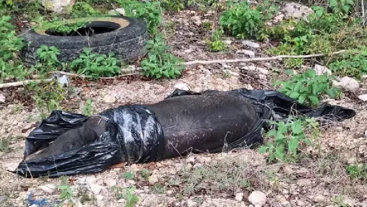 PORTADA cuerpo sin vida.jpg