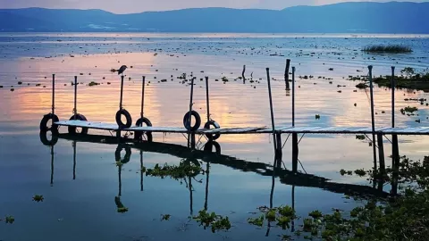 Cocodrilos en Lago Chapala