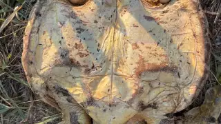 Hallan ejemplar de Caguama muerta en playa de Mahahual 2.jpg