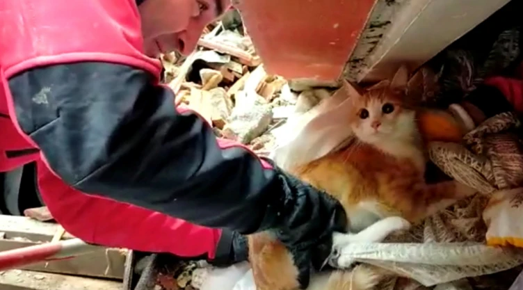 Gatito es rescatado de los escombros en Turquía