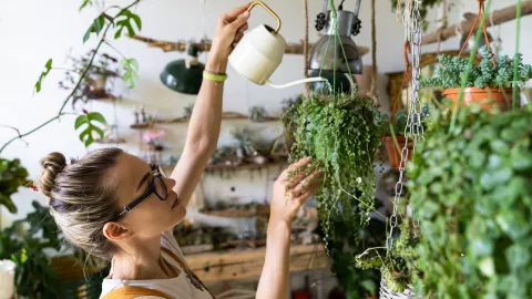 Estas plantas no requieren tanto riego y son perfectos para quienes no tienen tiempo