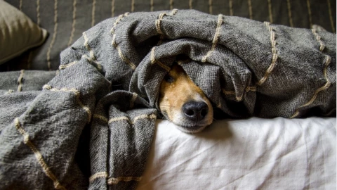 como eliminar olor perro