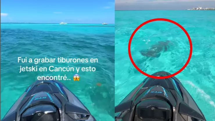 VIDEO: Joven va en busca de tiburones en Cancún pero se encuentra este hermoso ejemplar