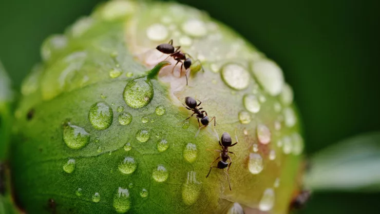 El método de 2 ingredientes que ahuyenta a las hormigas de tu cocina