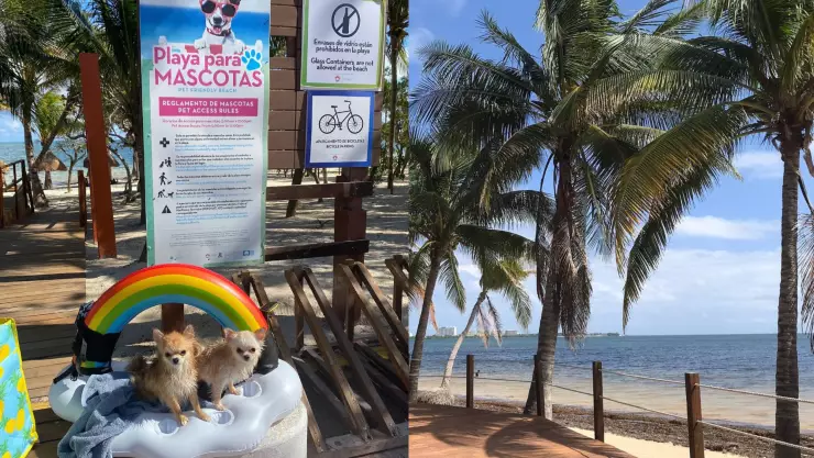 ¡Ideal para las mascotas! Así LUCE la playa PET-FRIENDLY en Cancún; cómo llegar, cómo entrar y cuáles son sus reglas