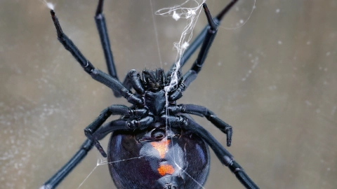 especies arañas viuda negra México