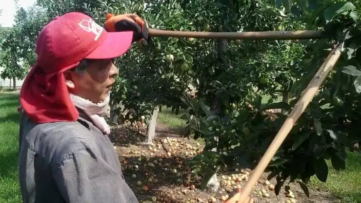 Jornaleros mexiquenses