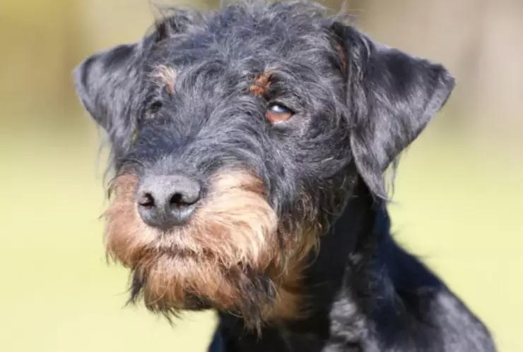 Perro, kilómetros, casa c.jpg