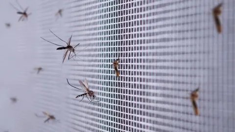 mosquitos