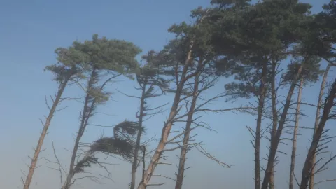 vientos de santa ana