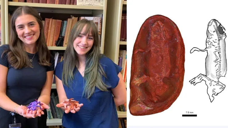 Estudiantes descubren nueva especie de protoanfibio