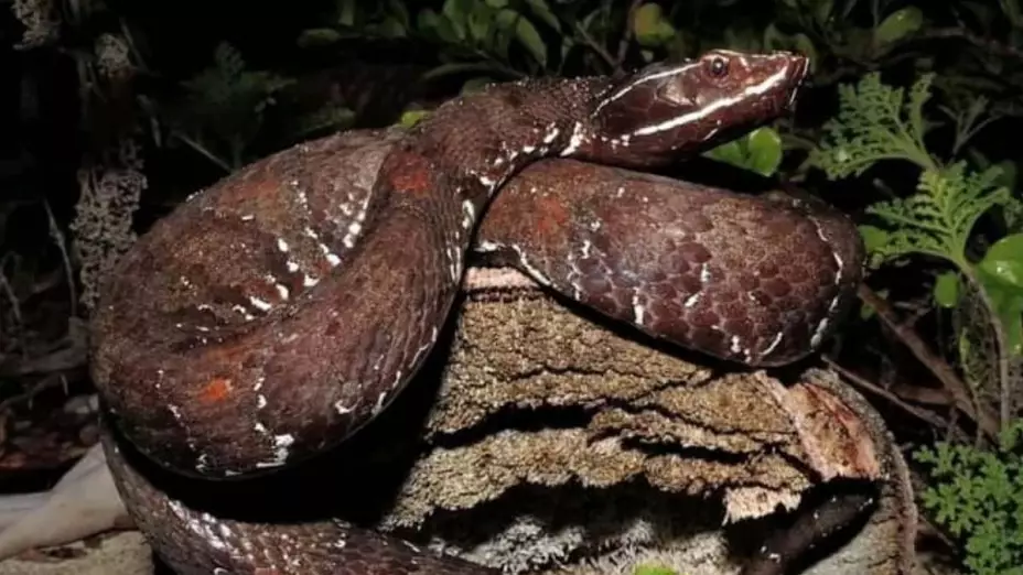 asi luce la huolpoch serpiente venenosa de yucatan