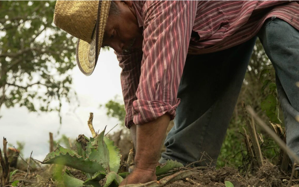 El Mezcal Amores es 100% mexicano y elaborado de manera artesanal / Foto: Cortesía
