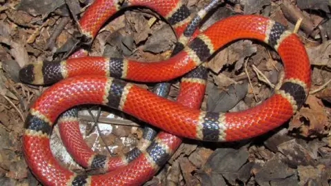 Serpiente coralillo muerde a niña de 3 años en Peto