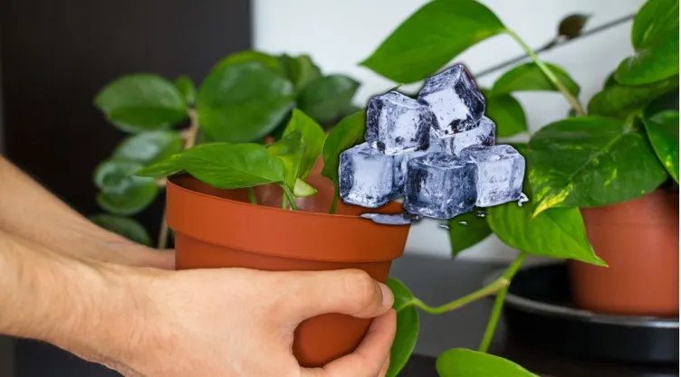 Los jardineros coinciden: este es el truco de los cubos de hielo que mejorará el estado de tu potus