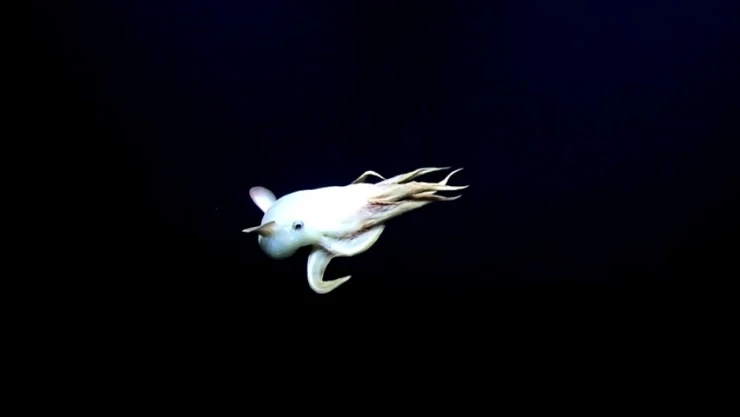 pulpo-dumbo-científicos-transmisión-en-vivo-aguas-profundas-hawai-video.jpg