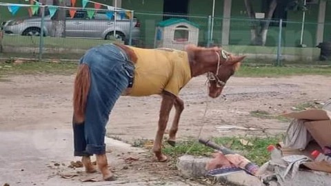 caballo con pantalón